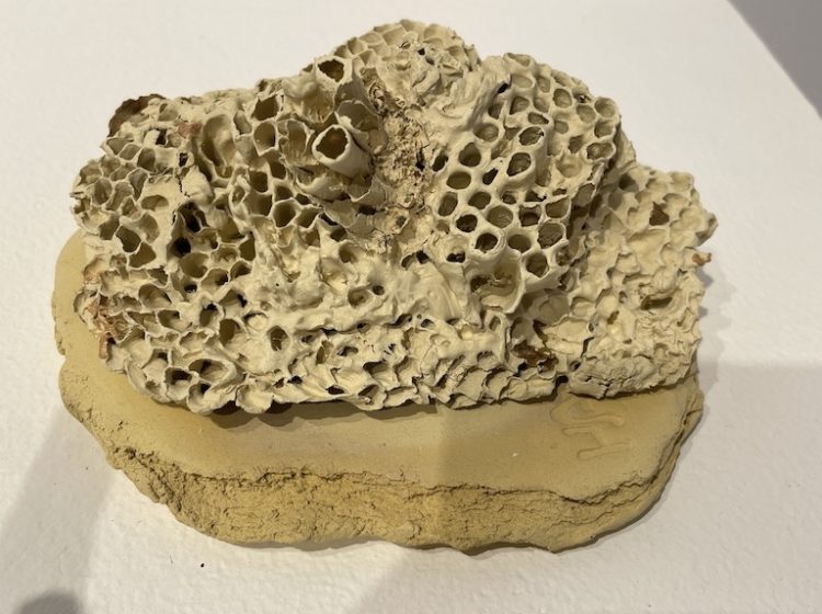 39-Henderson, Annette, 2026 Empty Nest Series No. 104 (Brandon, MB wild clay, fired to 1152 C)